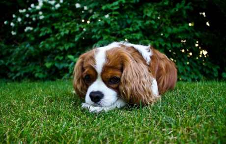 How Pesticides Are Harming Animals
