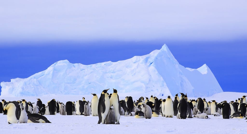 Emperor Penguins
