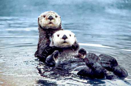 How Big Oil Harms Animals