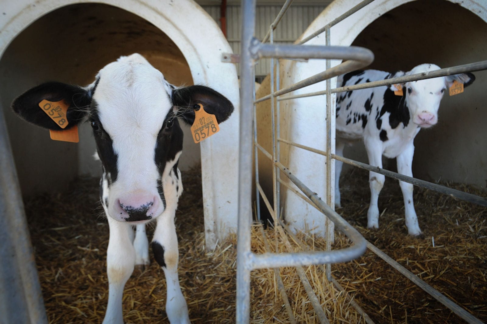 'Milk Life' is No Life at All for Cows