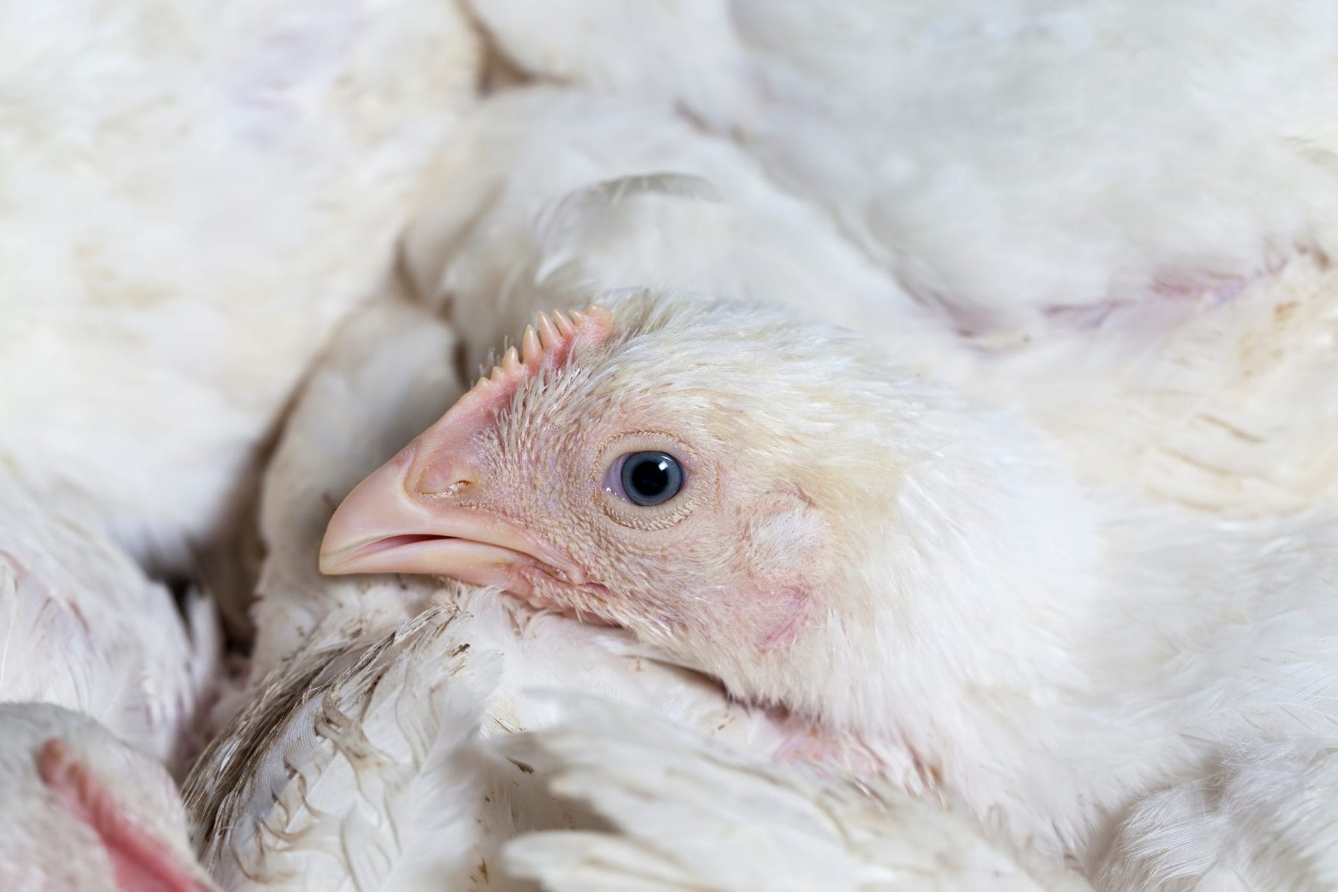 chicken in factory farm