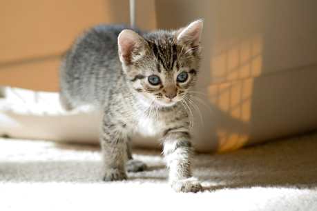 5 Fun and Creative Things You Can Do to Help Animals