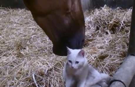 Horse Helps Kitten Scratch an Itch (VIDEO)