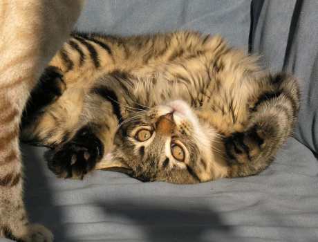 10 Awesome Reasons to Adopt a Cat (VIDEO)