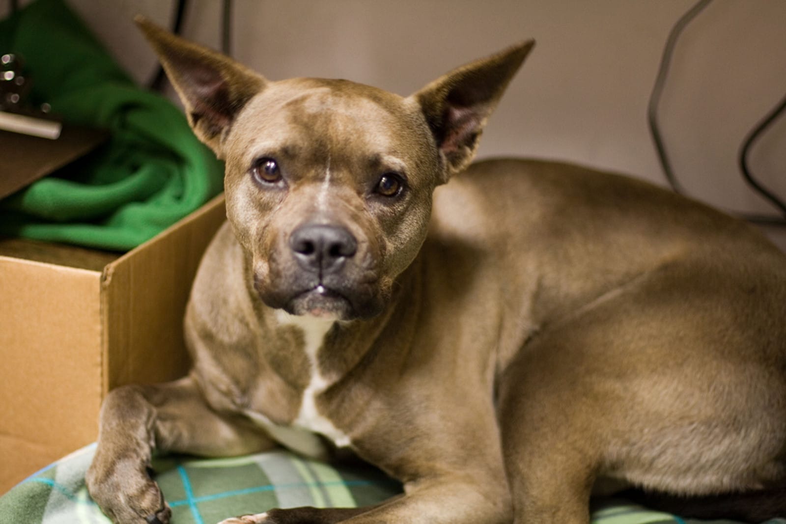 How People Make Good Dogs Go Bad