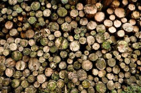 How to Save $100 and Save the Planet from Deforestation