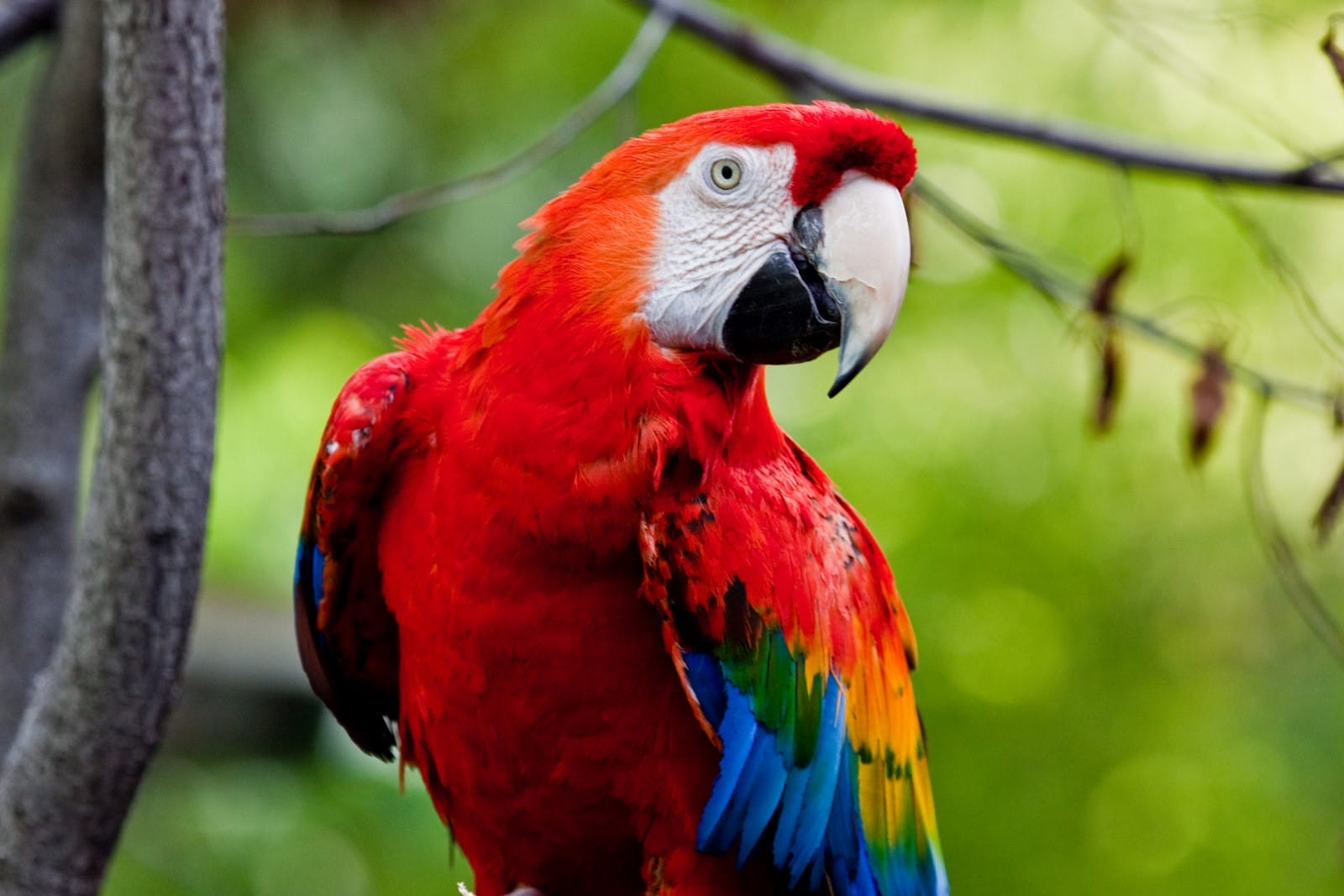 So You Think You Want a Parrot? Read This First