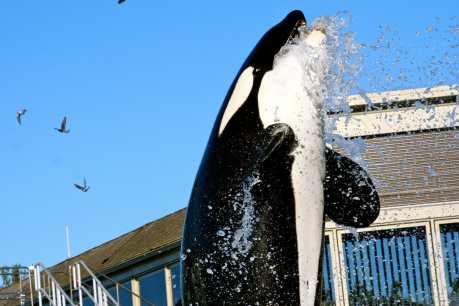 We're Ending Orca Captivity One Law at a Time