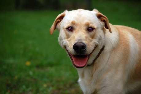 Top 5 States with THE Best Laws for Animals