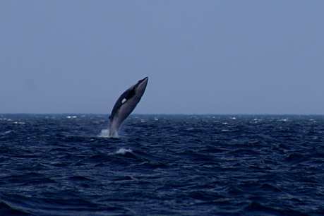 Why Norway Needs to End Whaling Today