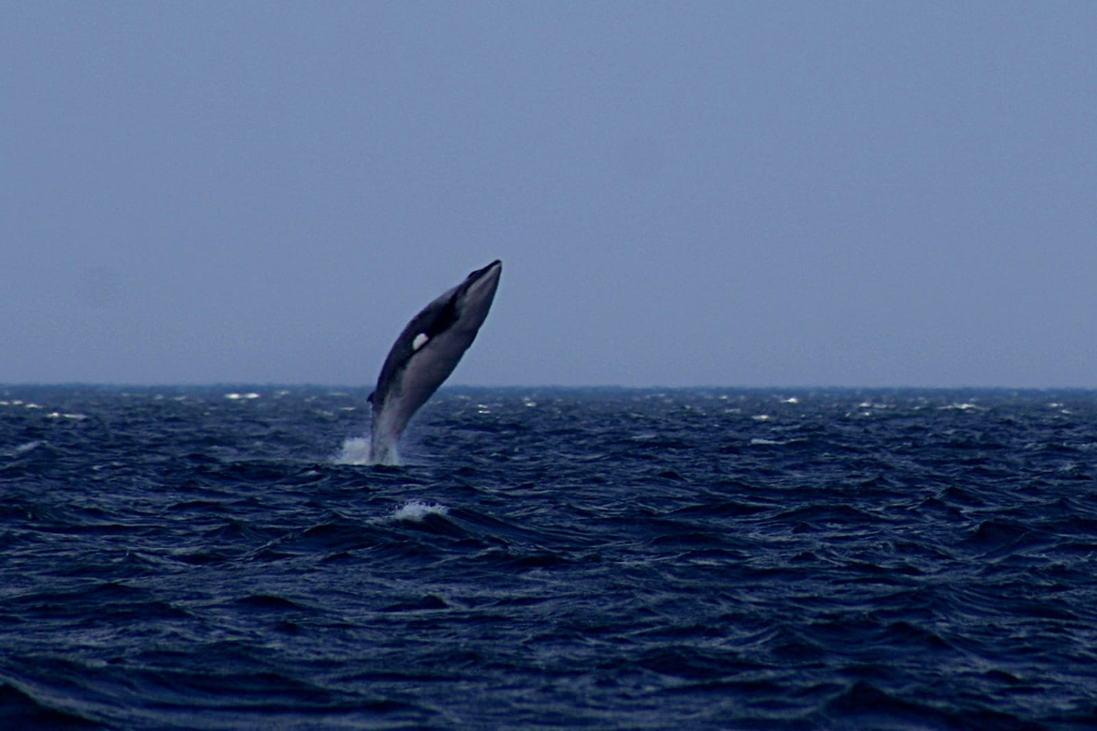 Why Norway Needs to End Whaling Today