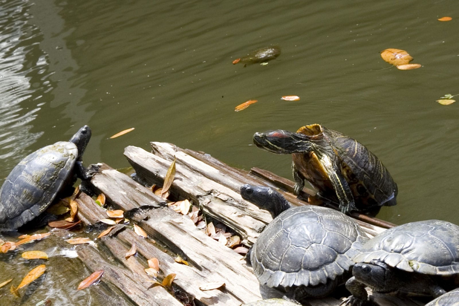 5 Tips to Help Turtles Crossing Busy Roads