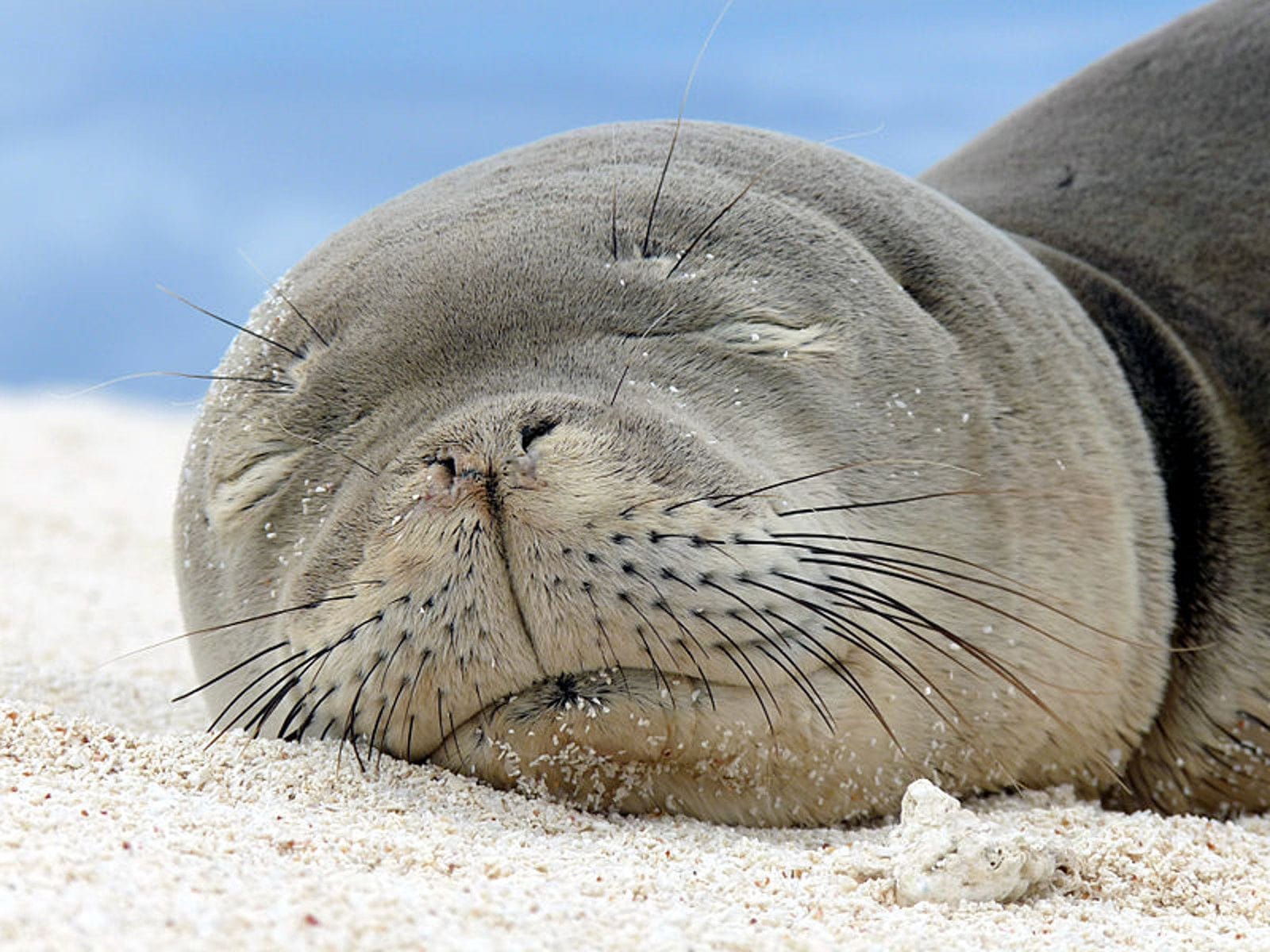 The 10 Biggest Threat Marine Mammals Face Today