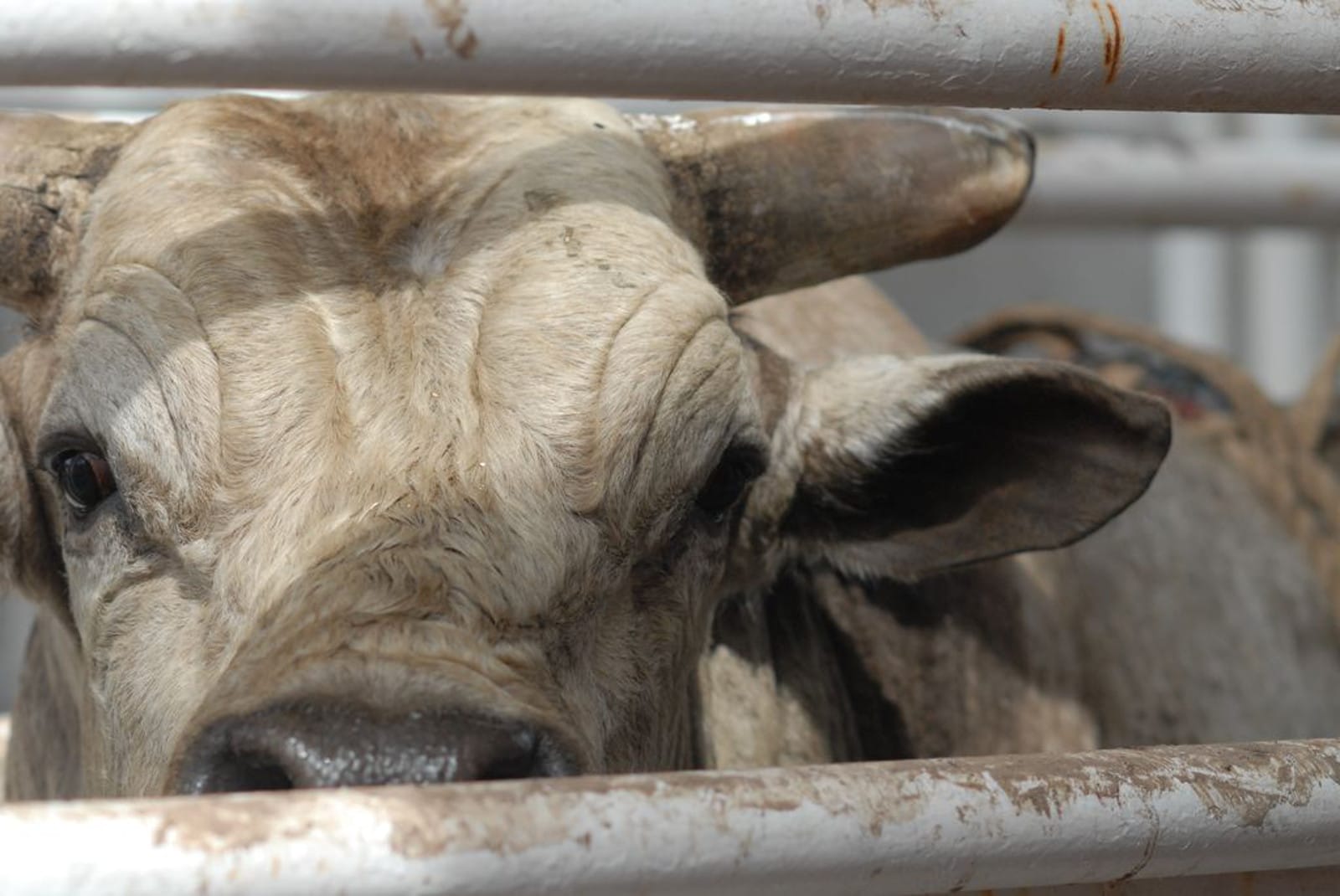 5 Reasons Why We Shouldn't Slaughter Animals for Food