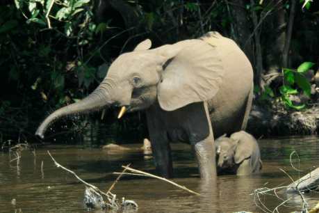 Female Elephants Rescue a Drowning Baby (VIDEO)