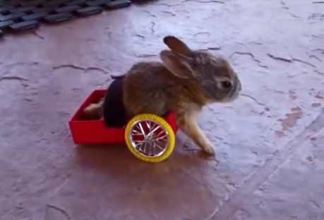 Joe the Bionic Bunny Gets Wheels for Easter (VIDEO)