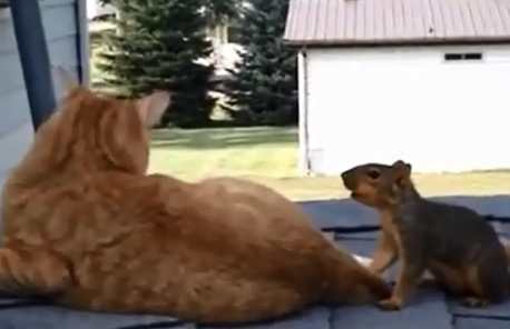 Watch This Adorable Cat and Squirrel Duo Play on a Rooftop (VIDEO)
