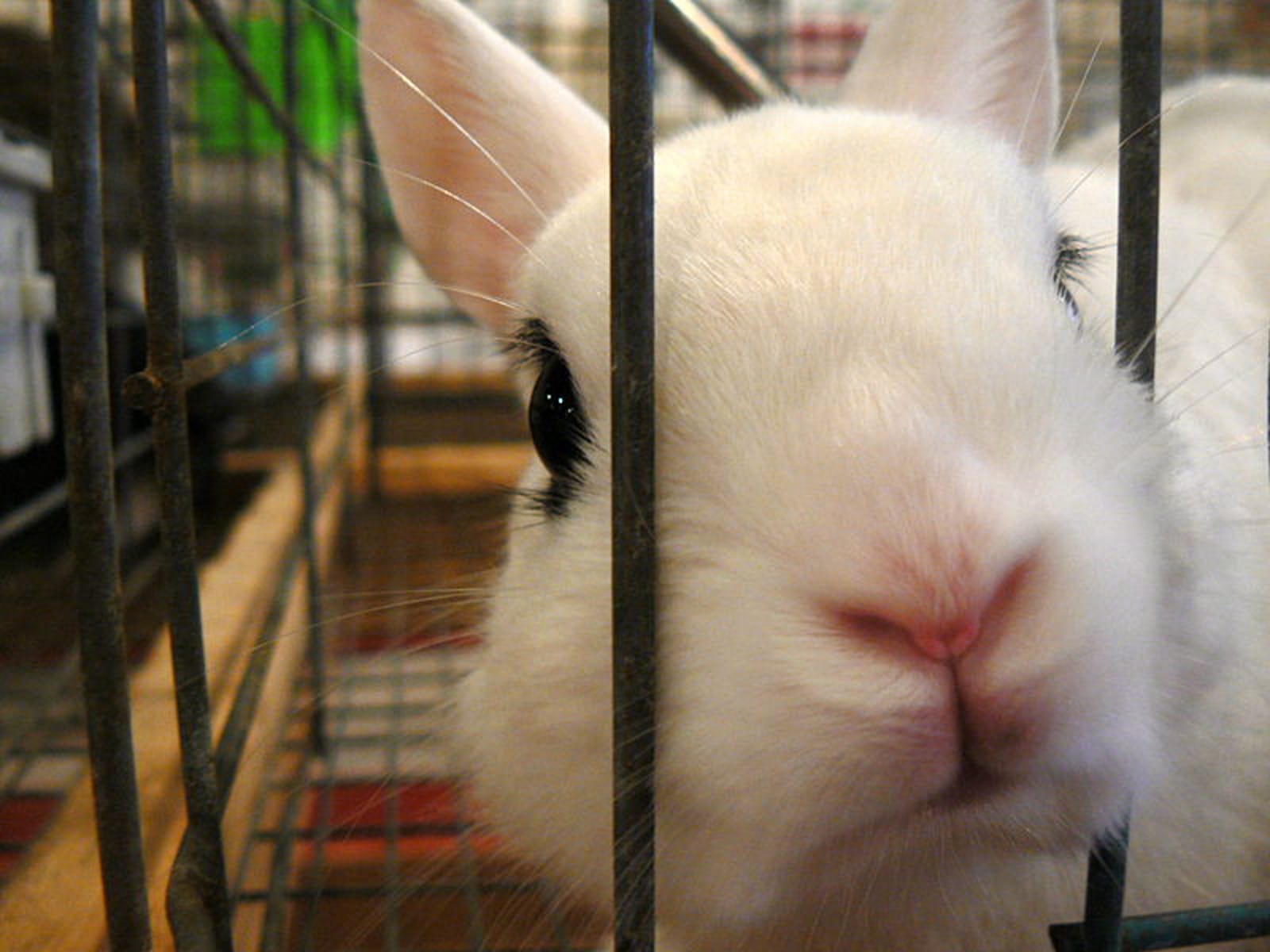 Undercover Investigations Prove that We Need to Ban Cosmetic Testing on Animals