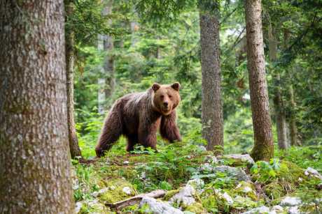 Brown bear - close encounter with a wild brown bear