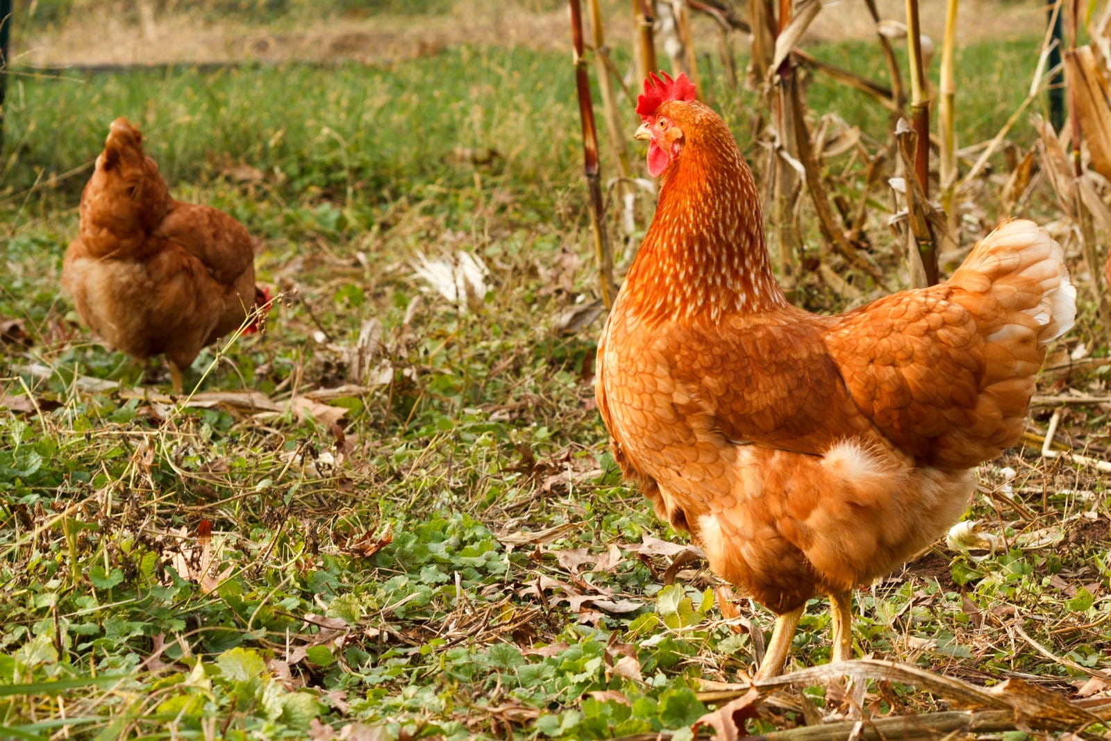 10 Lessons I've Learned While Fighting for the Freedom of Farmed Chickens