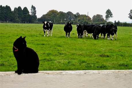 A Fox Is a Chicken Is a Cow: Why We Treat Animals Differently (and How to Change Our Ways)