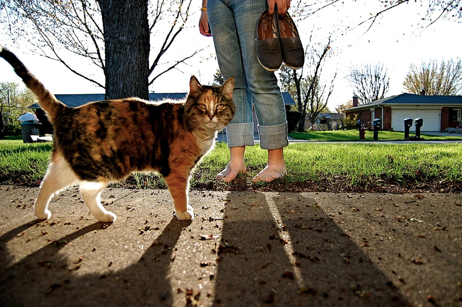 What It Really Means to Be a Responsible Pet Parent