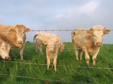 4 American Meat Products That Are Banned Overseas