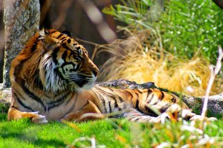 5 Fantastic Organizations Fighting to Protect Endangered Species