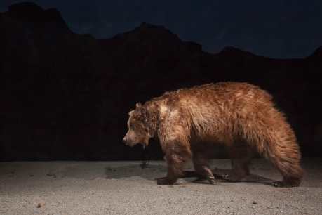 Saving the World’s Rarest Bear — the Gobi Bear