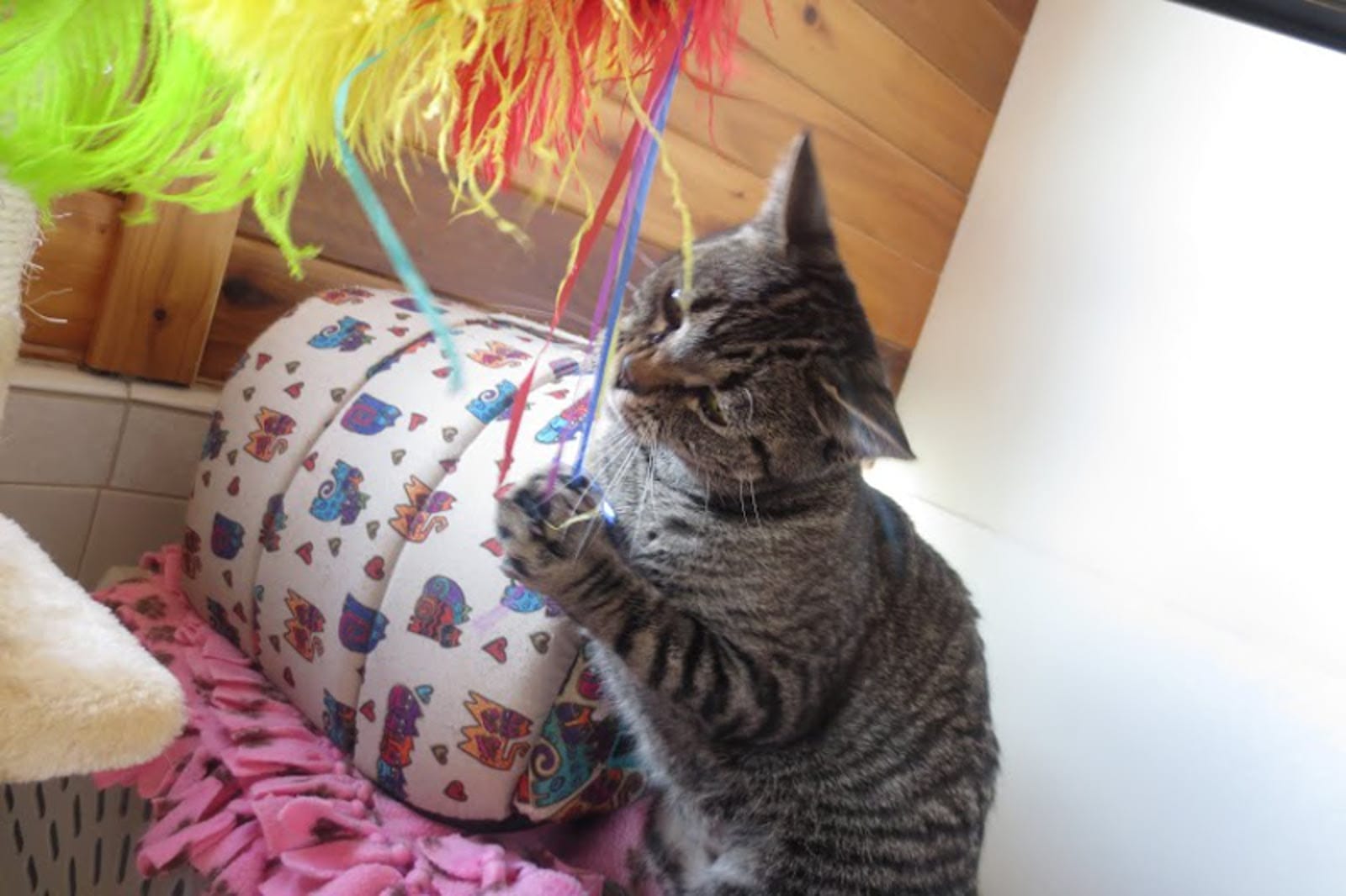 Kindness Ranch Launches Kitty Palace for Former Lab Cats