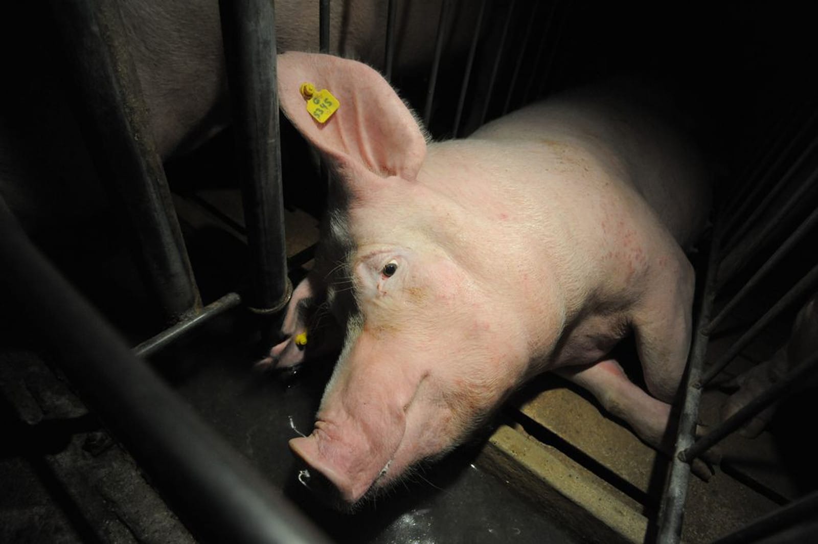 Would We Ever Keep Ourselves in the Conditions That We Keep These Animals In?