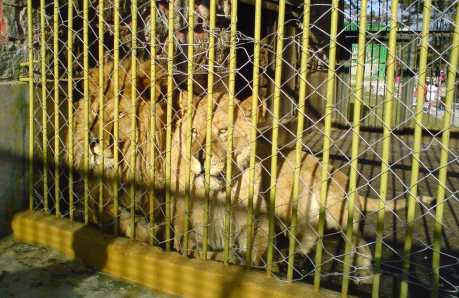 Bitola Zoo Lions