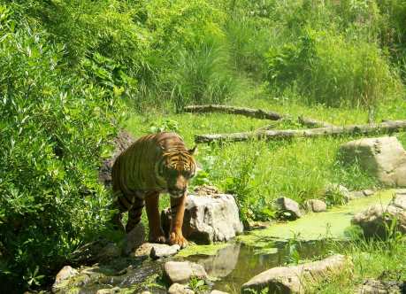 How to Change your Consumption Habits to Benefit Endangered Species