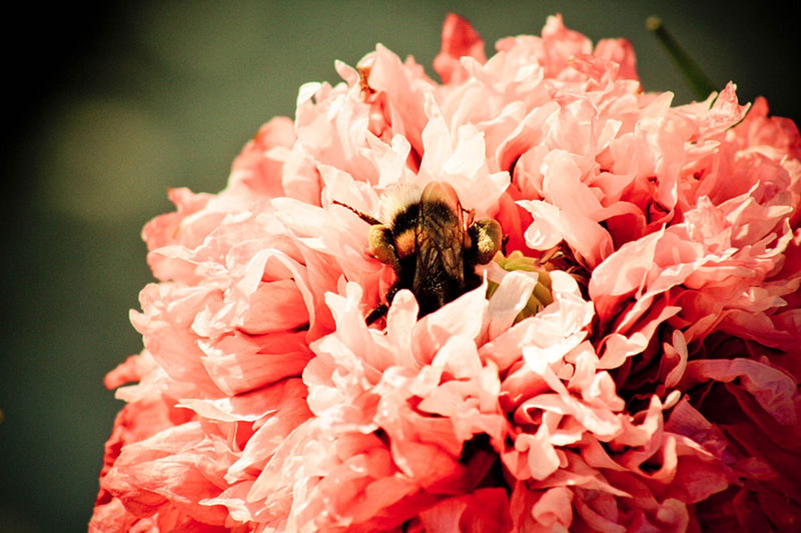Bee the Buzz and Take Action Now to Save Bees from Pesticides! (VIDEO)