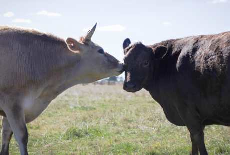 Two Former Dairy Farm Calves Rescued on the Same Day Remain Best Friends (PHOTOS)