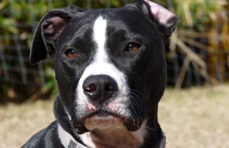 Sweet, Injured Pit Bull Rescued from the Streets Cries to be Loved (VIDEO)