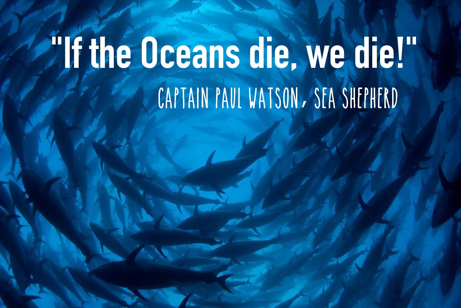 Beyond Whale Wars: Inside Sea Shepherd's Global Movement Defending Diversity in the Oceans