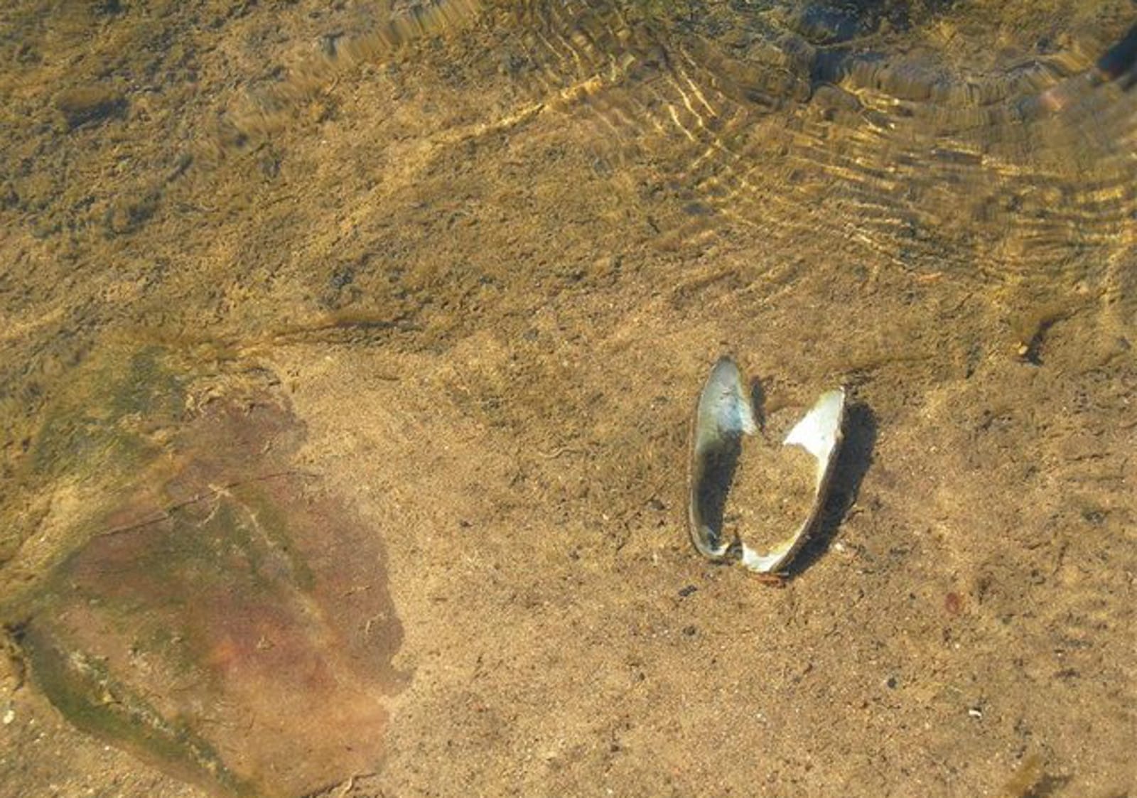 Connecting the Head and the Heart: Taking Action On Ocean Acidification