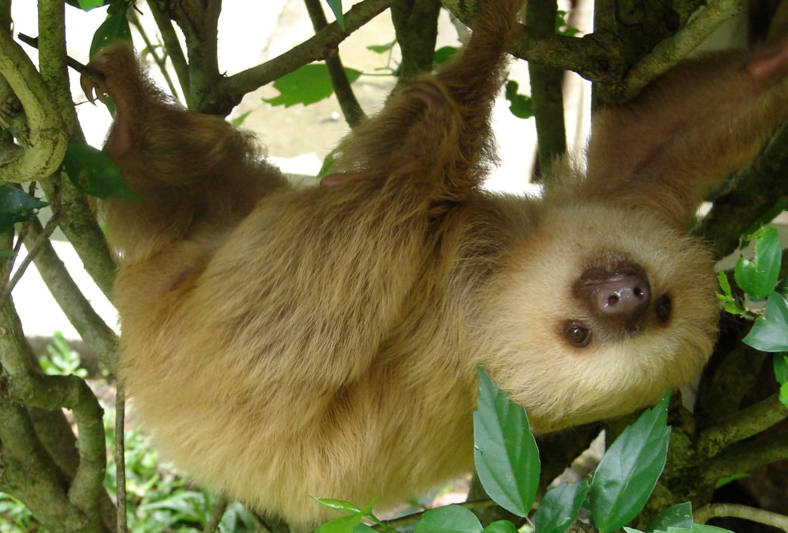 10 Reasons Sloths are Irresistibly Adorable