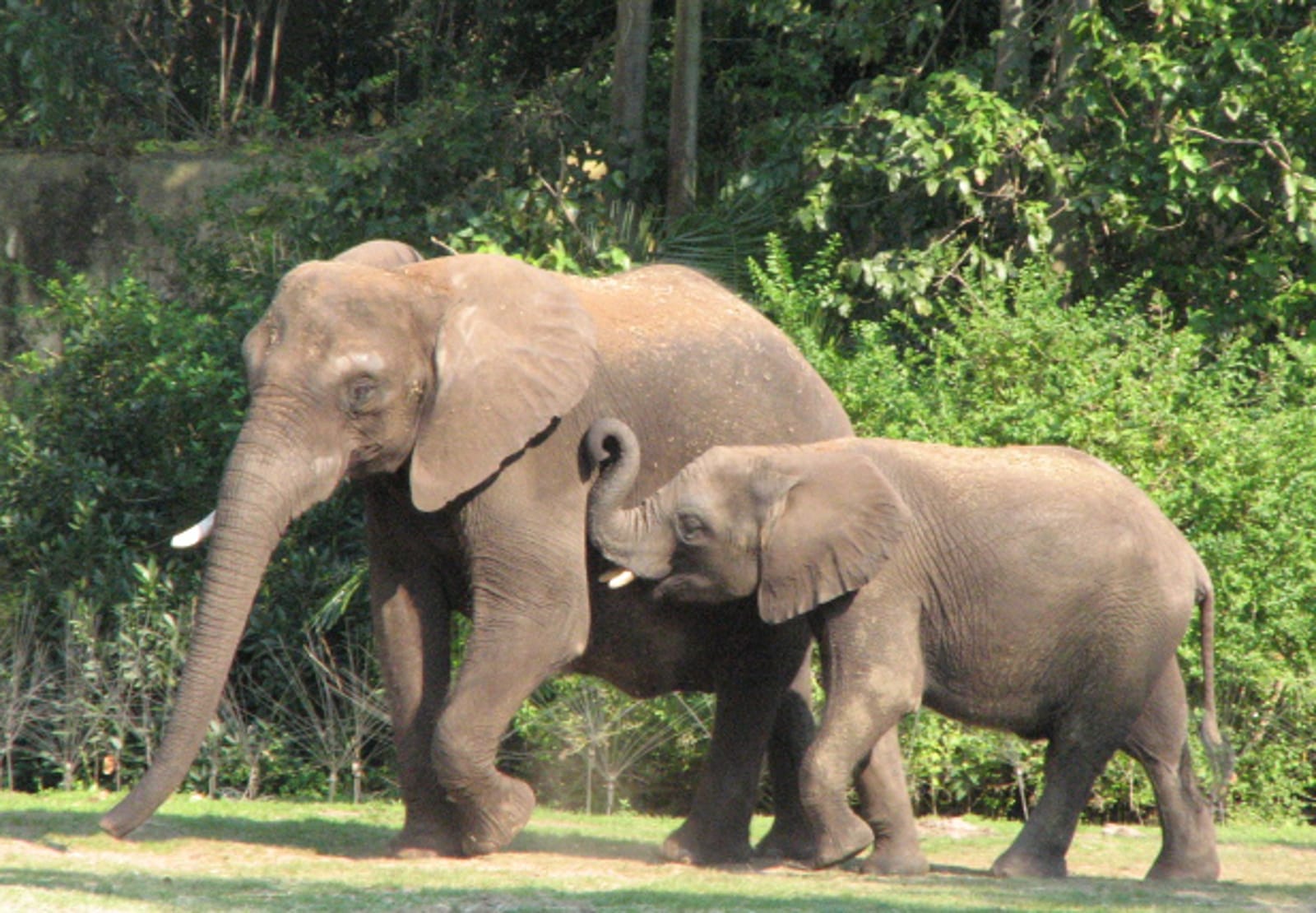 Why Local People Should Protect Elephants