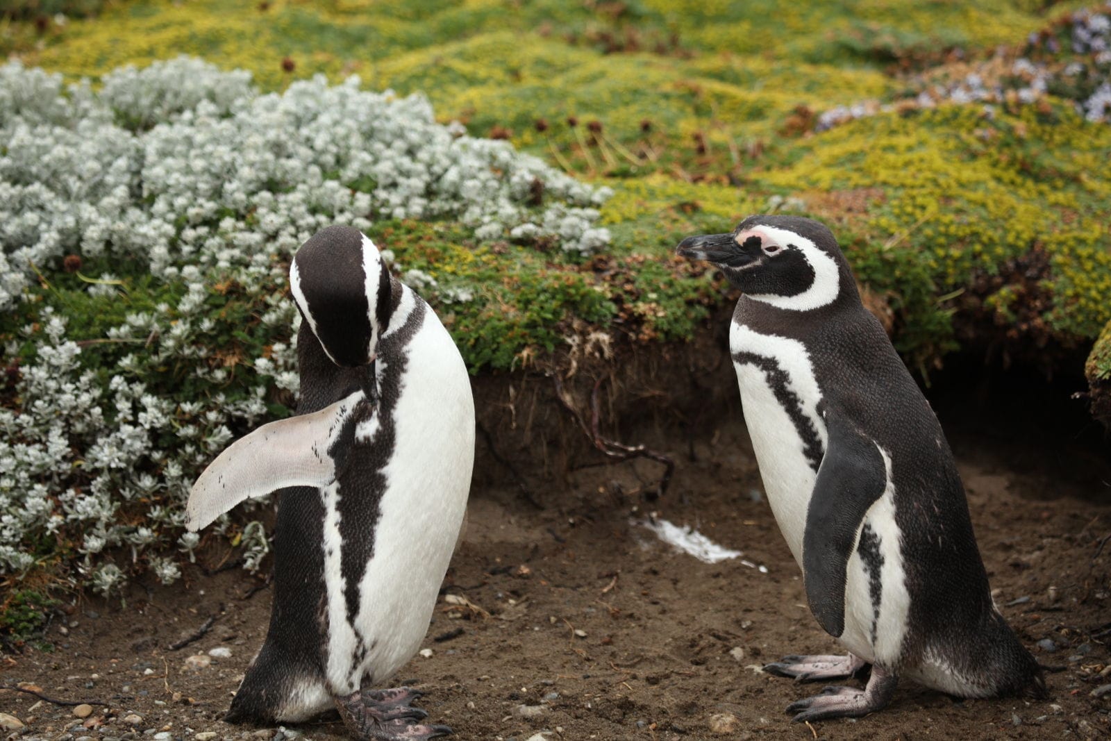 These Adorable Animal Couples Will Melt Your Heart!