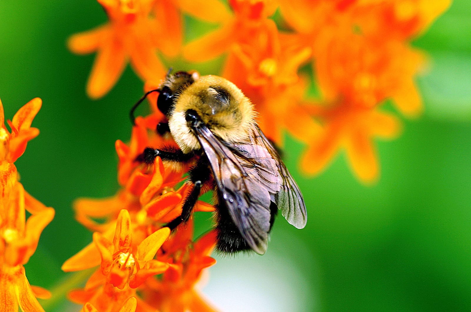 Why Bees Are Important to Our Planet
