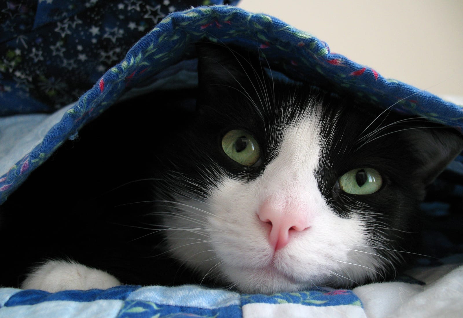 7 Compassionate and Understanding Pet Loss Support Hotlines You Can Call