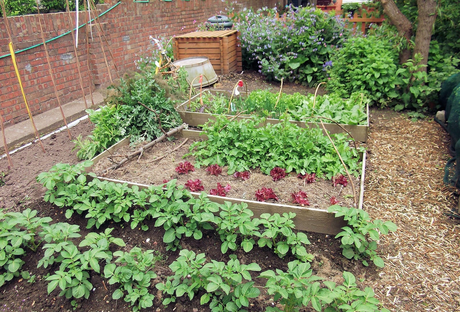 5 Easy Veggies to Grow Today!