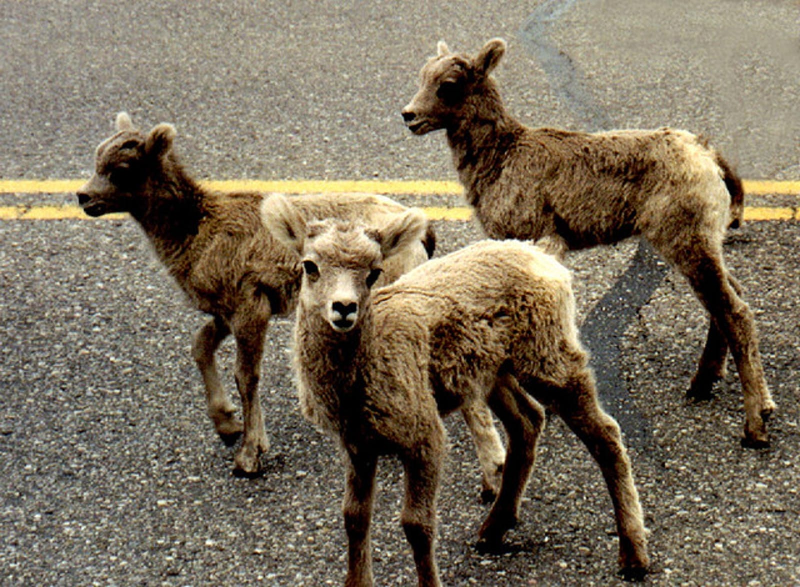 4 of the Best Countries For Animals