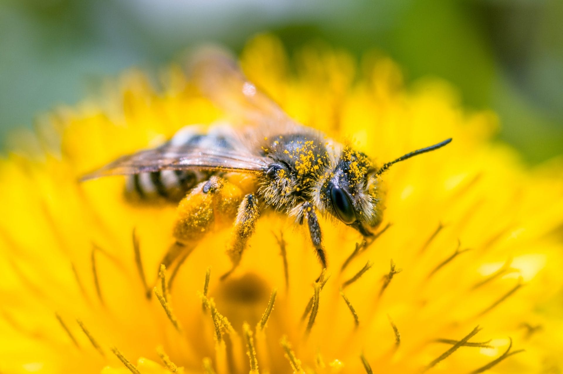 bee on flower