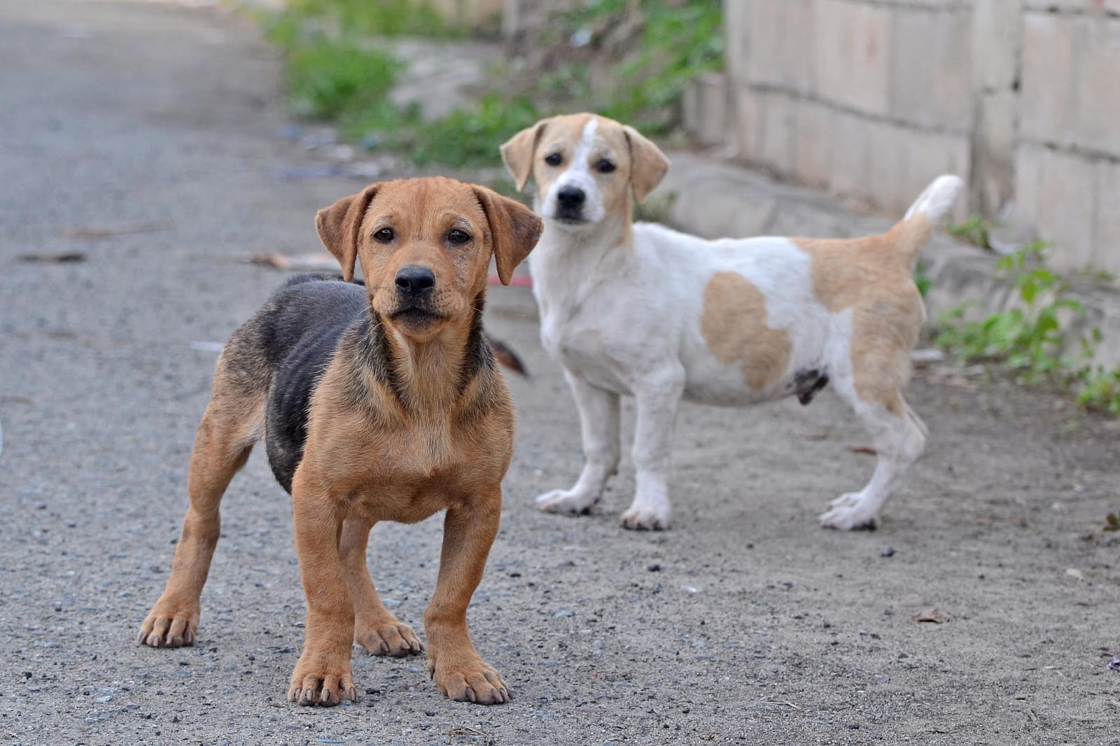 7 Amazing Street Dog Rescue Groups
