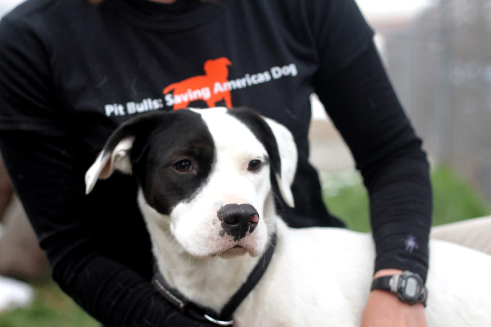 5 Amazing Pit Bull Rescue Groups