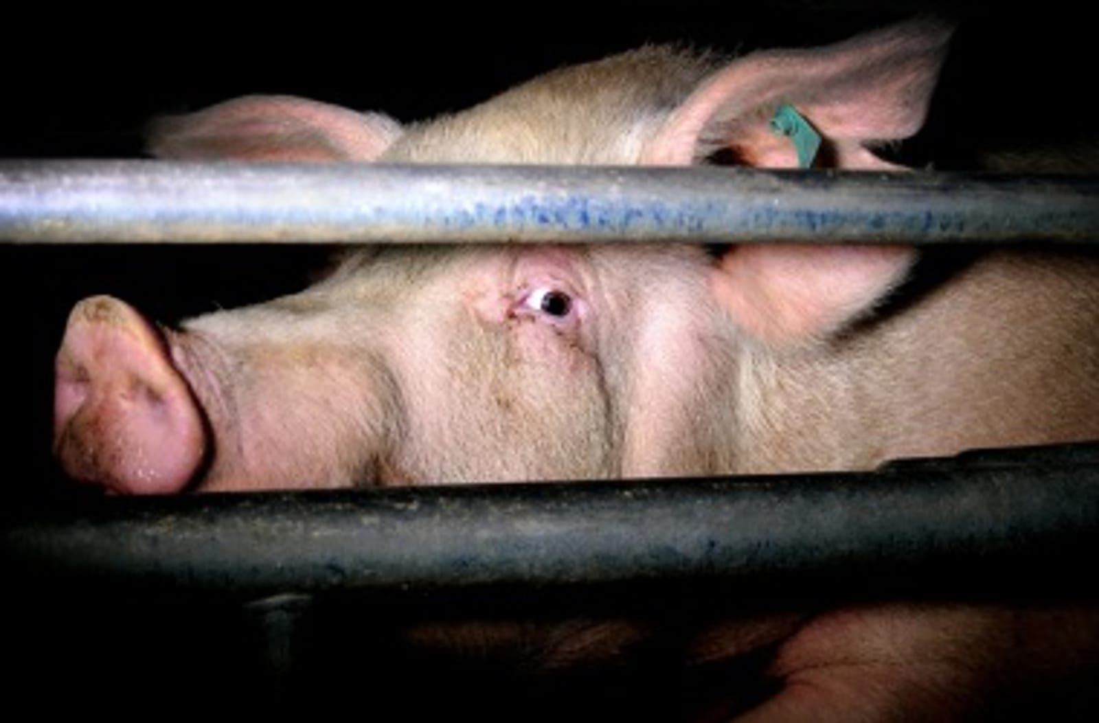 AGGAG