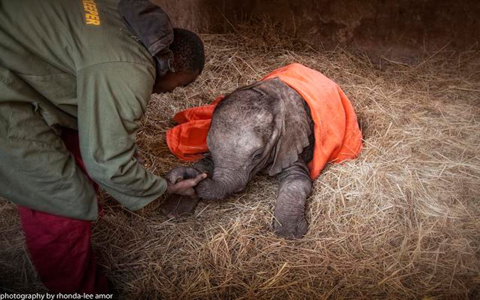 Kavala the Orphaned Elephant Calf is Taking Recovery One Step at a Time!
